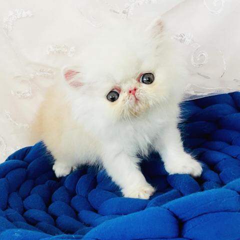 エキゾチックショートヘアー