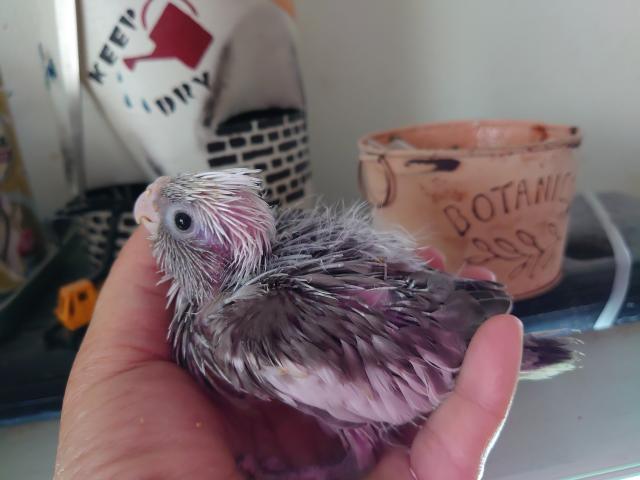 オカメインコ