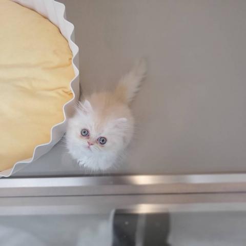 エキゾチックロングヘアー