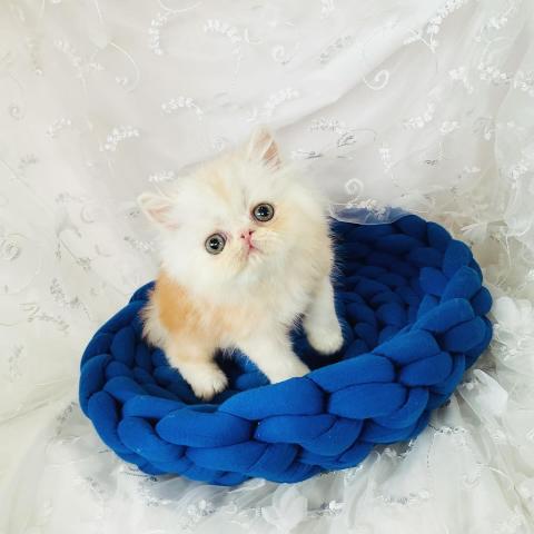 エキゾチックショートヘアー
