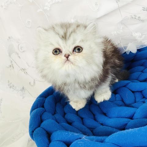 エキゾチックショートヘアー