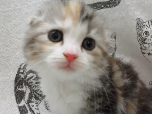 スコティッシュフォールド