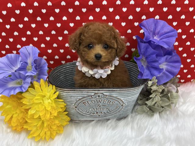 トイプードルティーカップ