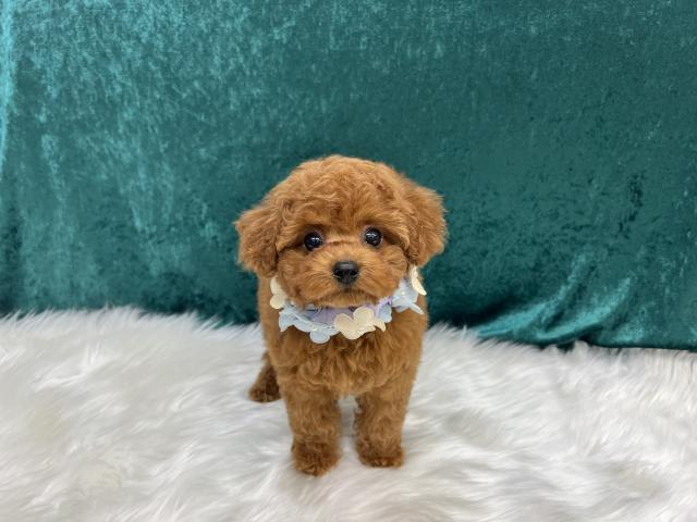 トイプードルティーカップ