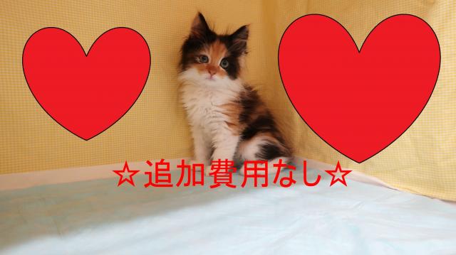 ノルウェージャンフォレストキャット