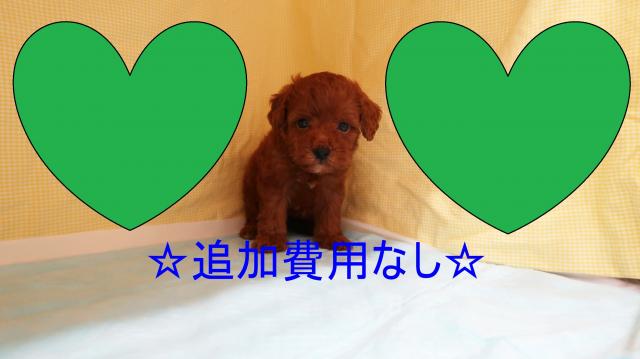 トイプードル