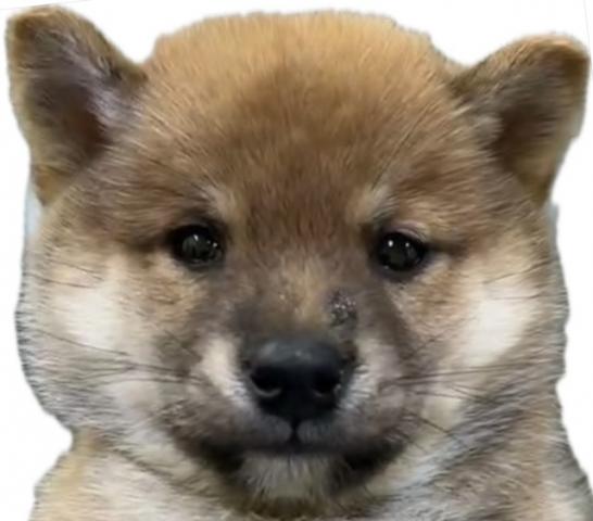 柴犬????今週のお得プライス????人気の豆柴くん????おトイレもキチンと覚えた賢い子????全国へお届け可????お安くても欠点は一切ない子????