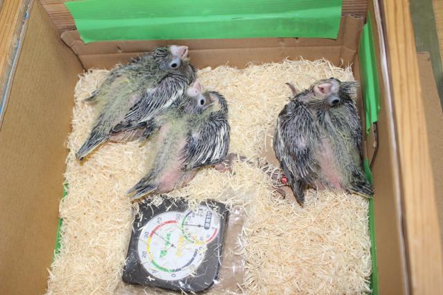 オカメインコ挿し餌中