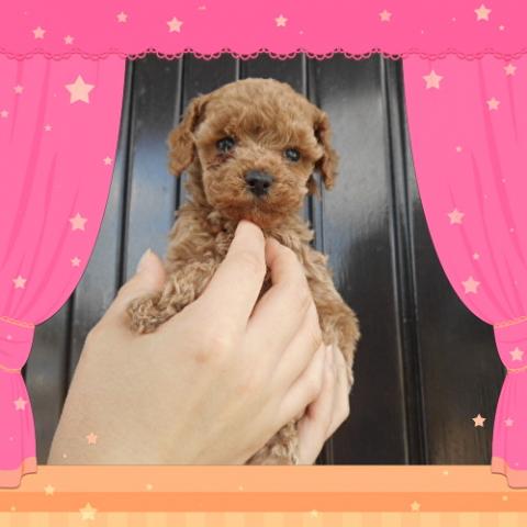 トイプードル????激カワ間違いなし????可愛すぎてゴメンナサイ????人が大好き・モフモフ・タイニーサイズ