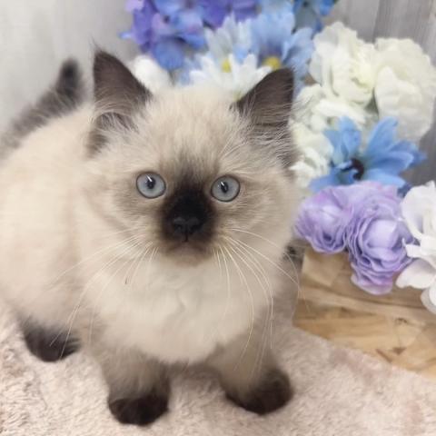 ヒマラヤン
