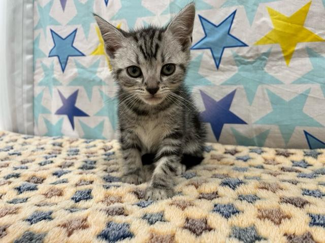 アメリカンショートヘアー