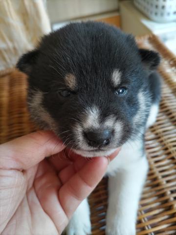 柴犬