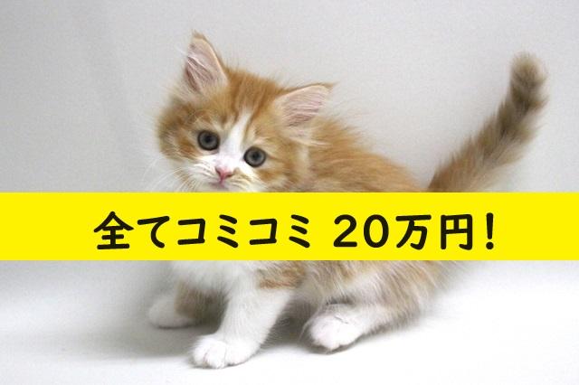 サイベリアン????当店出産の子猫ちゃん????