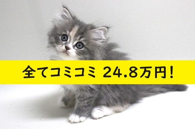 サイベリアン????当店出産の子猫ちゃん????