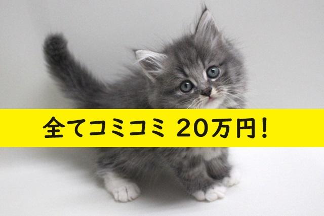 サイベリアン????当店出産の子猫ちゃん????
