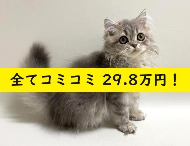 サイベリアン????猫アレルギー有る方にお勧め猫種????