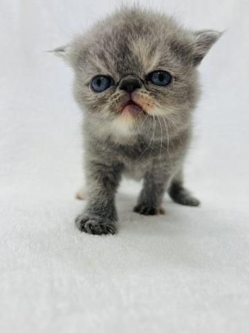 エキゾチックショートヘアー