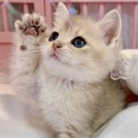 ブリティッシュショートヘア