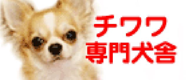 チワワ専門犬舎スプレンディド　ジェム