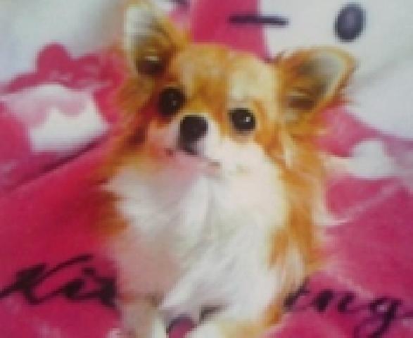 愛犬美容おがわ