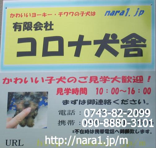 ヨークシャーテリアチワワ専門コロナ犬舎