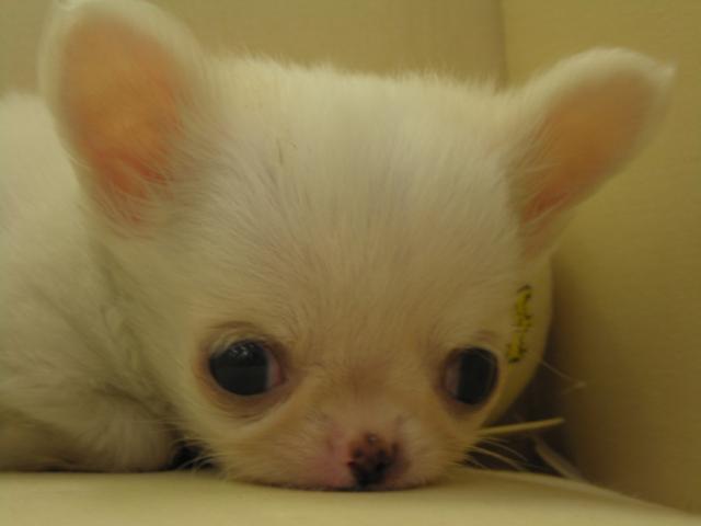 仔犬のお店プリティードッグ